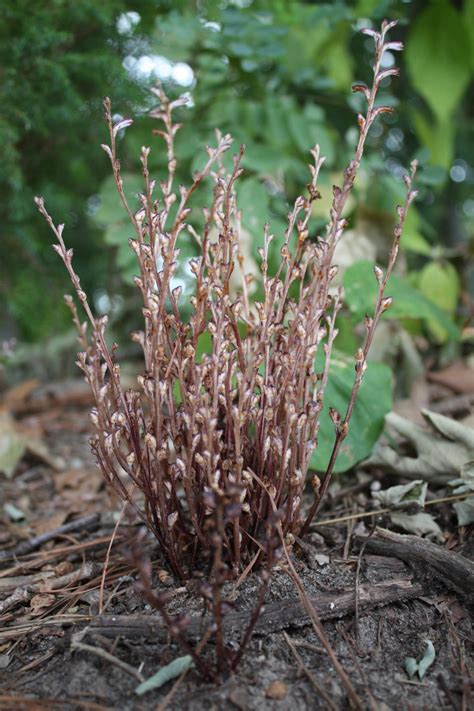 Beechdrops March 2017 Wildflower Of The Month John Clayton