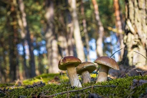 Premium Photo Forest Glade With Three Growing Cep Mushrooms Beautiful