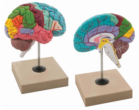 Cp Functions Of The Brain Model Findel Dryad Uae