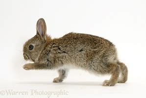 Baby European Rabbit photo WP21837