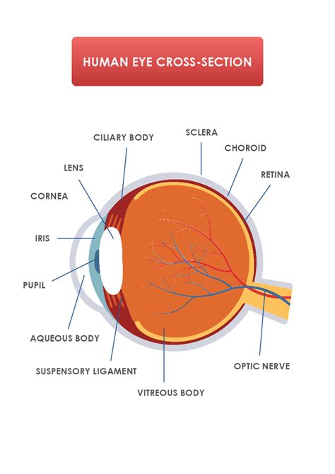 Human Eye Cross-section Template | MyDraw