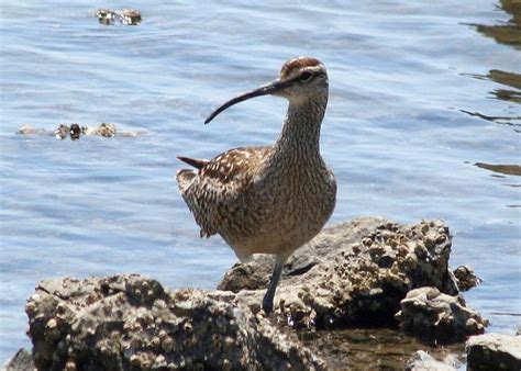 Numenius Phaeopus Whimbrel Numenius Phaeopus Whimbrel Take Flickr