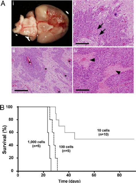 High Frequency Of Tumorigenic Cells In A Murine Brain Tumor A