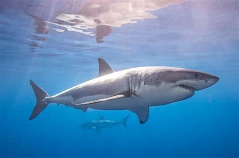 Two Huge Great White Sharks Including Largest Ever Tagged Spotted Off