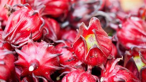 Hibiscus Sabdariffa Sabdariffa Rubra Abelmoschus Cruentus Roselle