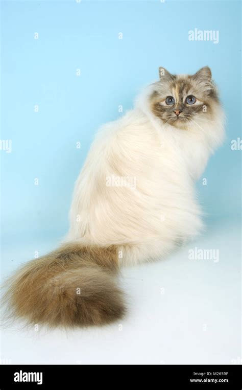 Blue Tortie Tabby Birman Sitting Down Stock Photo Alamy