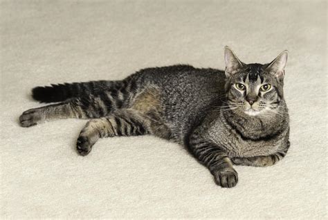 A List of Tabby Cat Breeds You'll Certainly Love