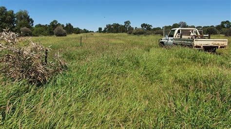 Greenoaks More Maranoa Country On The Market Queensland Country Life