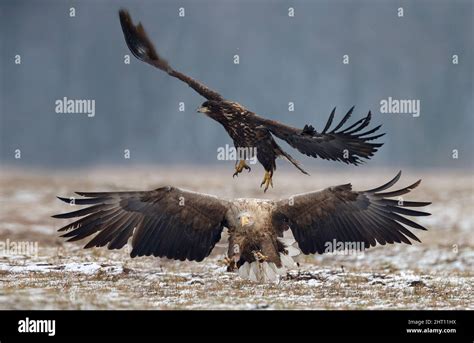 European Eagle a big bird of prey in nature Stock Photo - Alamy