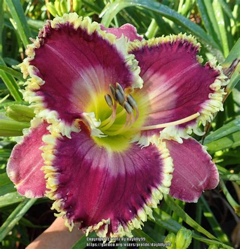 Daylilies: Plant Care and Collection of Varieties - Garden.org