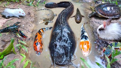 Tangkap Ikan Lele Jumbo Dalam Lubang Ikan Gabus Ikan Hias Ikan Koi