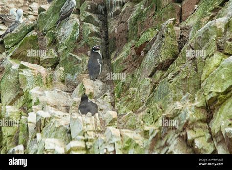 Los Pingüinos De Humboldt En Las Rocas De Islas Ballestas Cerca Del