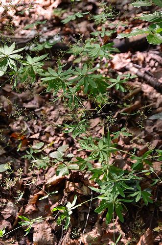 Galium Sylvaticum Wald Labkraut