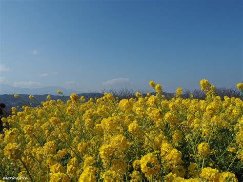 『2023 早咲きの菜の花ウォッチングとアート散策＠二宮吾妻山』平塚・大磯神奈川県の旅行記・ブログ By Morino296さん【フォートラベル】