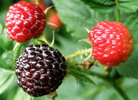 Blackcap Raspberry Native Fruit Bushes For Sale Native Foods Nursery