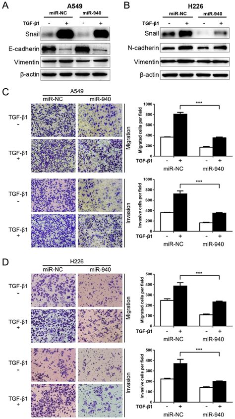 Mir Inhibits Tgf Induced Emt And Invasion In Nsclc Cells A