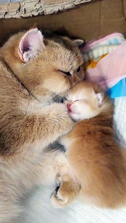 Mother Cat And Kitten Video Dailymotion