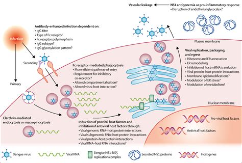 Dengue The Lancet