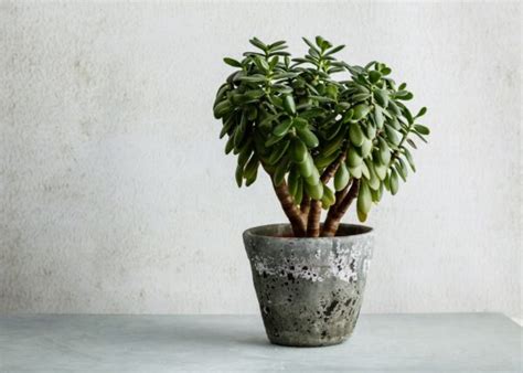 How To Propagate Jade Plant 🌱 🔄 Step By Step Guide To Multiplying Your