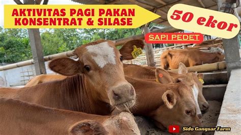 Pemberian Pakan Sapi Pedet Di Kandang Sidogangsarfarm Youtube