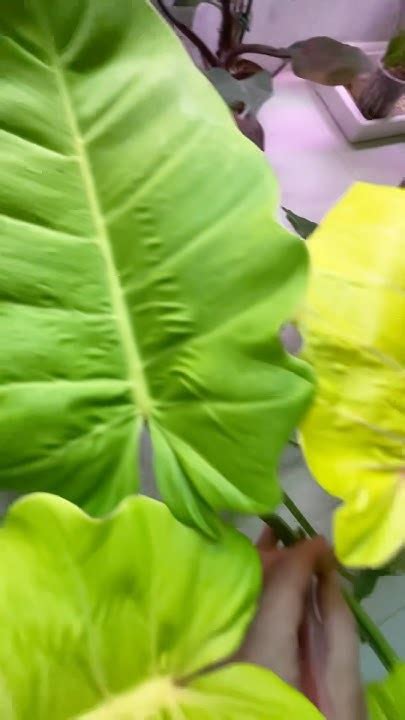 Разрезал пополам Комнатное растение Филодендрон Пинтонг Сплеш срезал ...