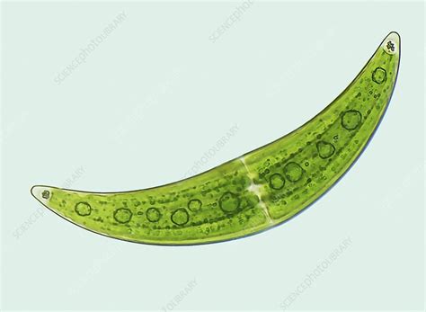 Closterium Lm Stock Image C0549102 Science Photo Library