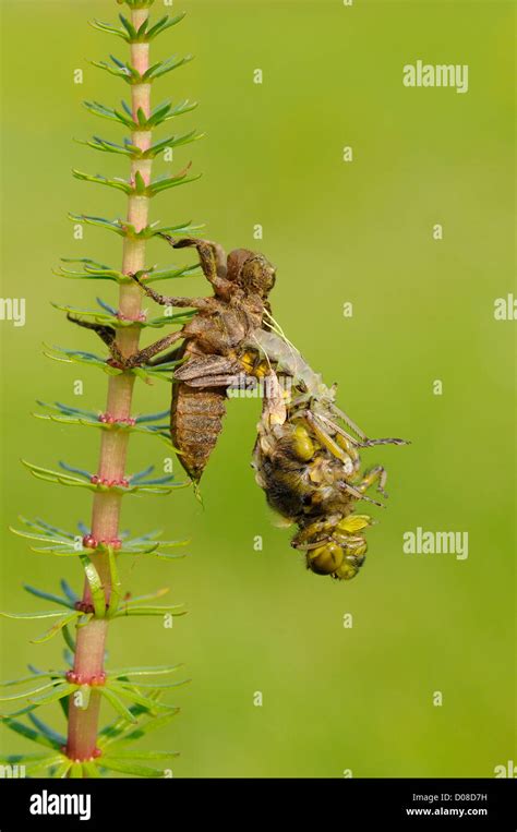 Broad Bodied Chaser Dragonfly Libellula Depressa Emerging From Larval