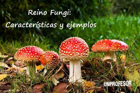 Total 62 Imagen Facil Reino Fungi Dibujos Viaterra Mx