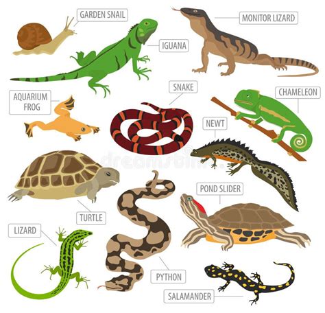 Amphibians Chart