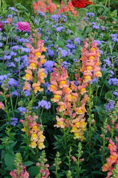 Snapdragons Verbena And Zinnias In A Vibrant Bed Artofit