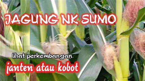 Jagung Nk Sumo Umur Hst Motivasi Cerdas Petanibojonegoro