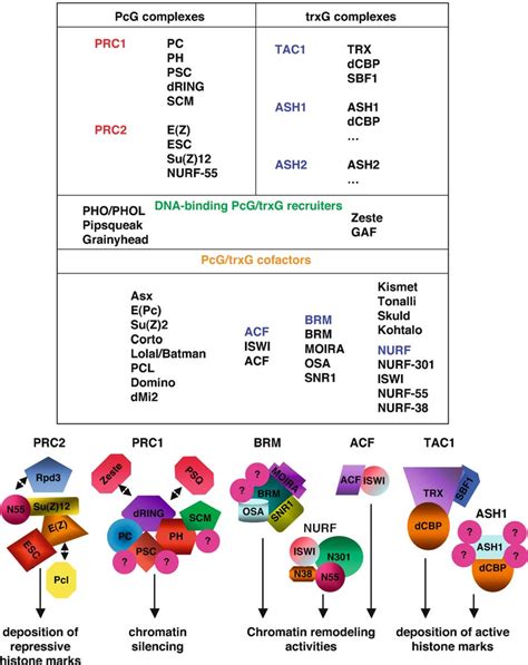 Pcg And Trxg Proteins And Formation Of Multimeric Complexes A Table Download Scientific