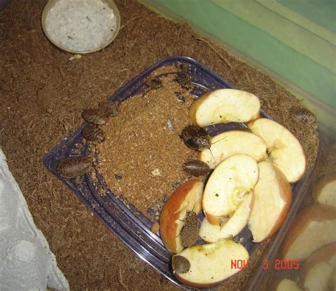 Breeding and Raising Discoid Roaches for Reptile Food - PetHelpful