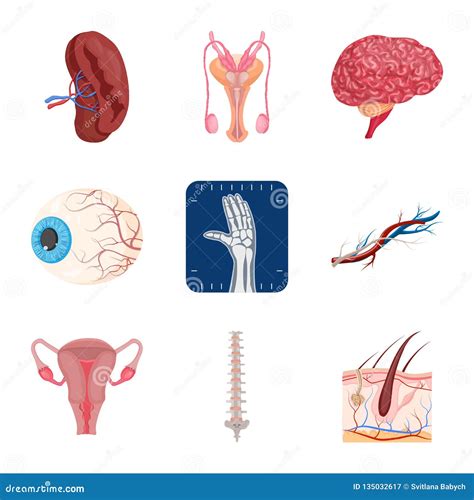 Isolated Object Of Body And Human Symbol Set Of Body And Medical Stock