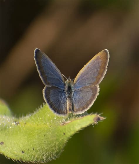 Inseto Entomologia Borboleta Foto Gratuita No Pixabay Pixabay