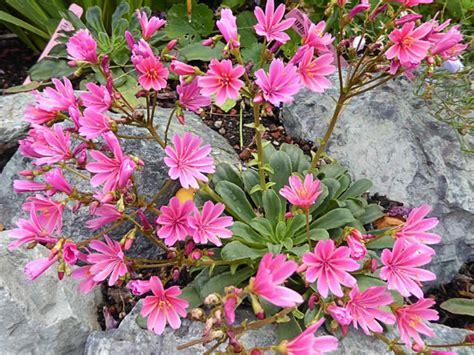 Lewisia Longipetala Truckee Lewisia World Of Flowering Plants