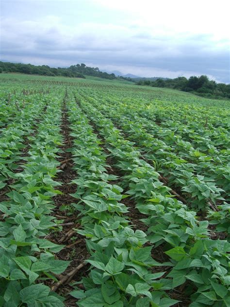 Foto Gratis Plantas De Frijoles Negros Para Descargar Freeimages