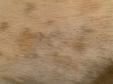 My dog has a rash that started after she had a grooming appointment 2 ...