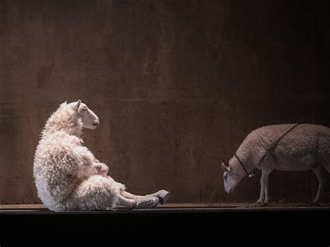 The Sheep Song by FC Bergman hits Adelaide Festival | The Australian