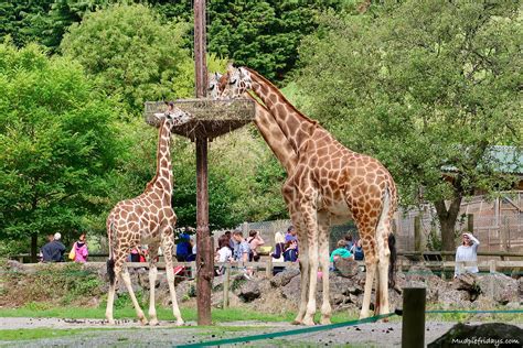 10 Reasons to Visit Paignton Zoo - mudpiefridays.com