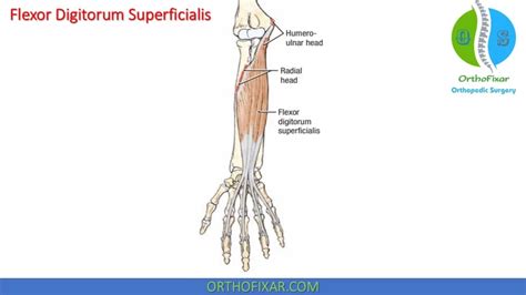 Forearm Muscles Anatomy Function OrthoFixar 2025