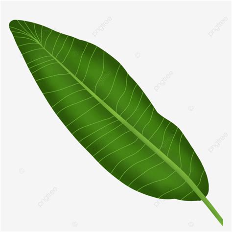 Banana Pisang Leaves Banana Leaves Daun Pisang Daun Png Transparent