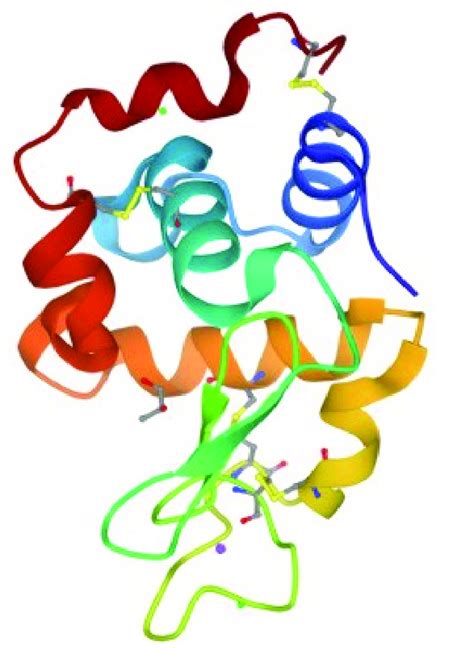 Structure Of Hen Egg White Lysozyme HEWL Lysozyme Also Known As