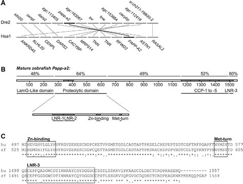 Figure From Papp A Modulates Development Of Cranial Cartilage And