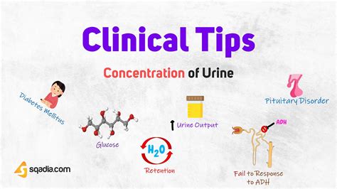 Concentrated Urine