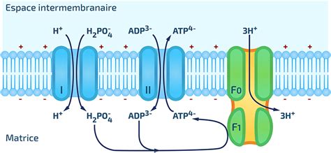 Le Métabolisme Chaîne Respiratoire 2 Rn Bio