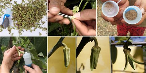 Agrotecnia El arte de la polinización manual del cultivo de chirimoyo