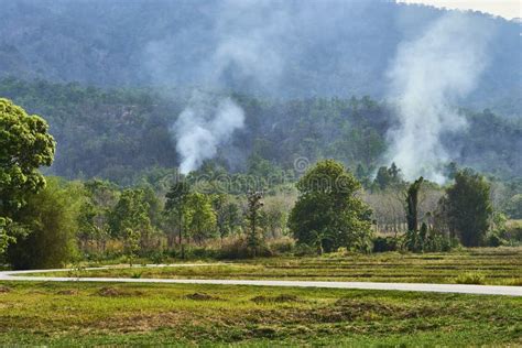 Environment Pollution Forest Fire. Stock Image - Image of nature ...