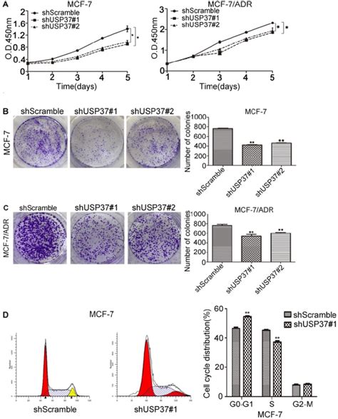 Usp Knockdown Reduced The Proliferation Of Mcf And Mcf Adr Cells