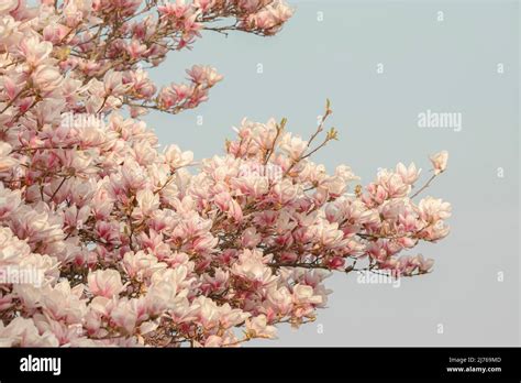 Magnolia tree in bloom Stock Photo - Alamy